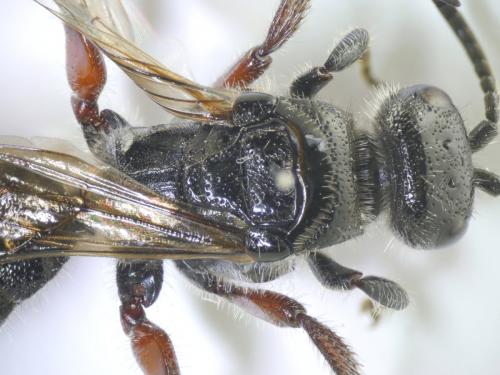 Réf. 188 776 : Tiphia femorata